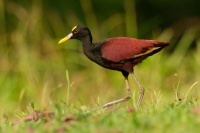 Ostnak trnity - Jacana spinosa - Northern Jacana o4441
